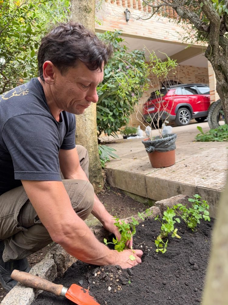 Plantio de mudas de salsinha em horta orgânica